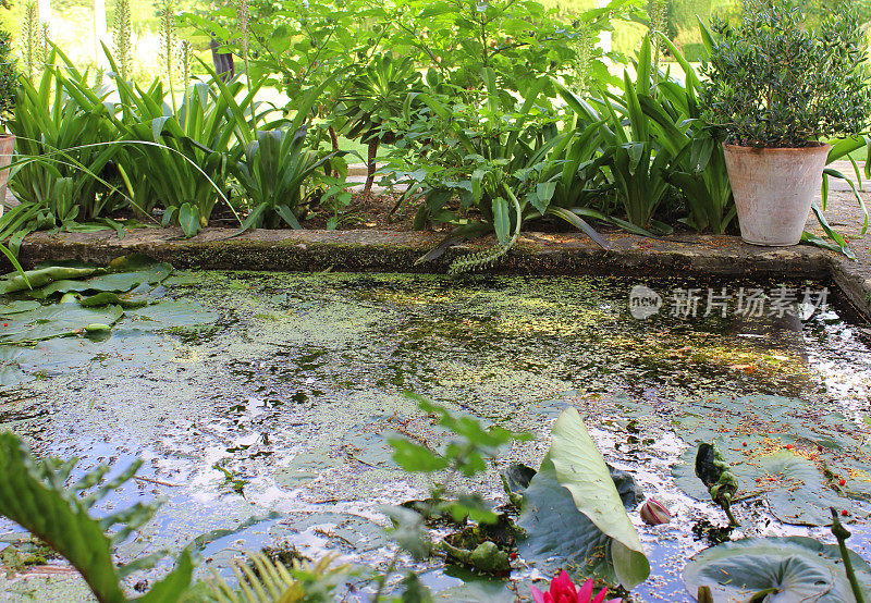 混凝土花园池塘的形象与睡莲，沼泽植物