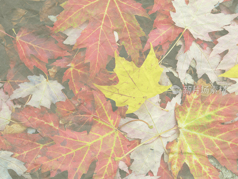 柔和的色彩堆秋天落叶，纽约