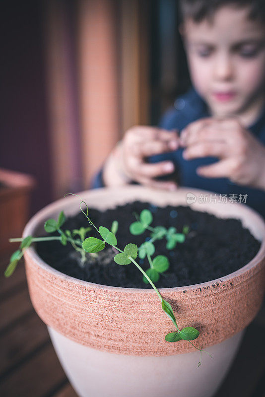 孩子照顾植物