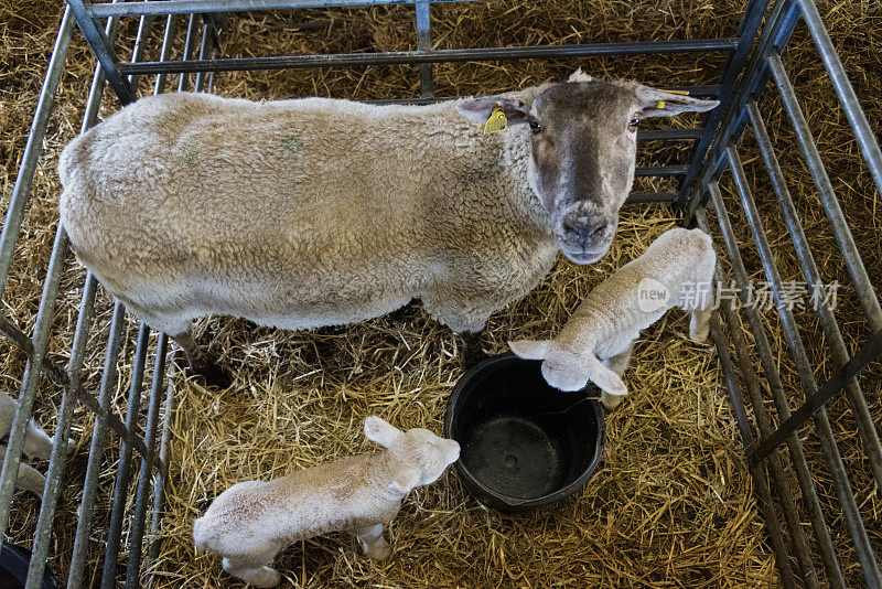 新生羊羔和妈妈在一起。