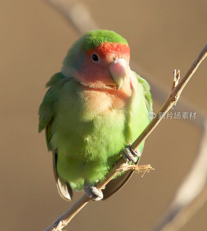 Rosy-faced小鹦鹉类