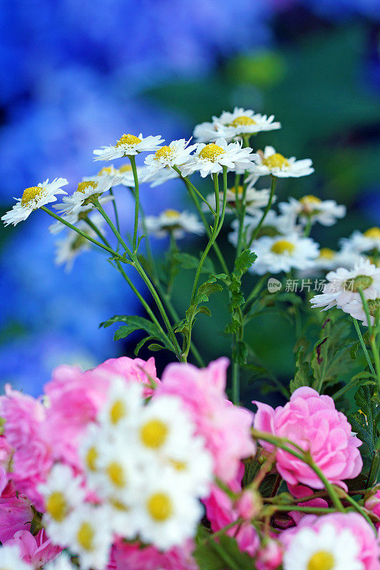 夹竹桃、凤仙花和绣球花