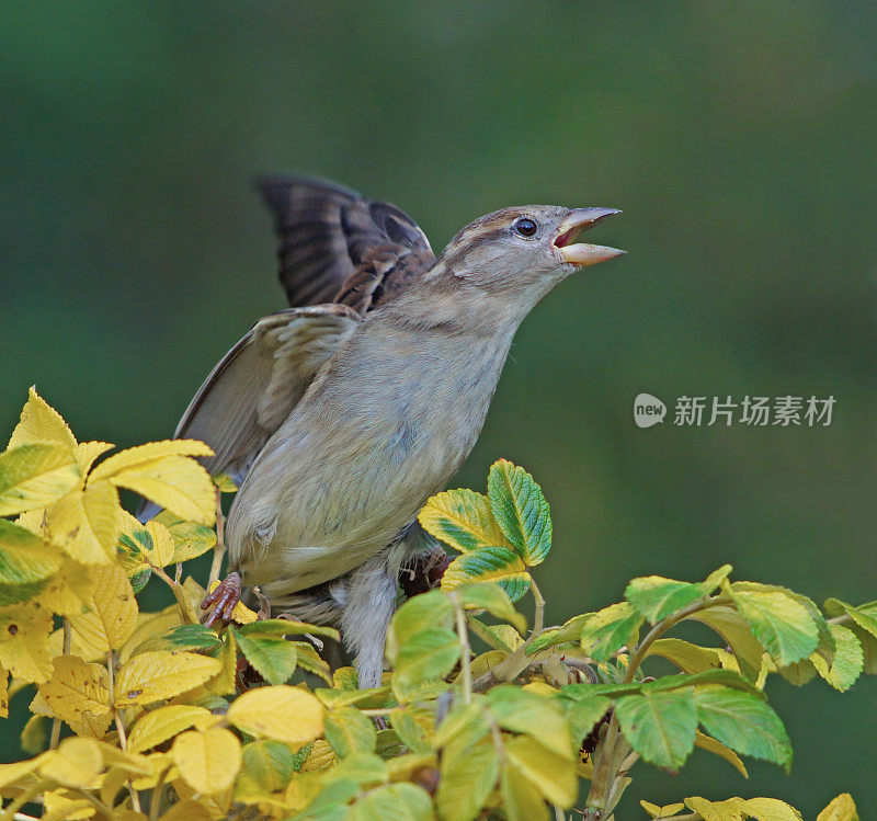 叫麻雀