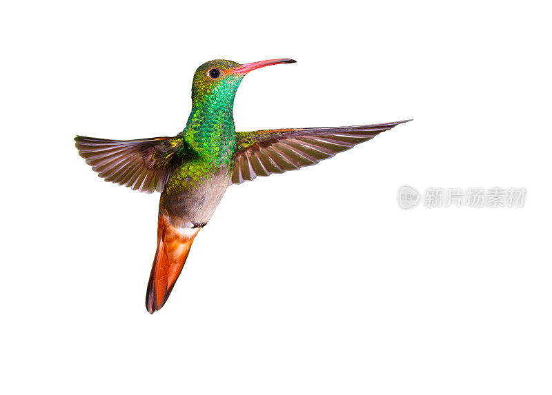 蜂鸟,Rufous-tailed