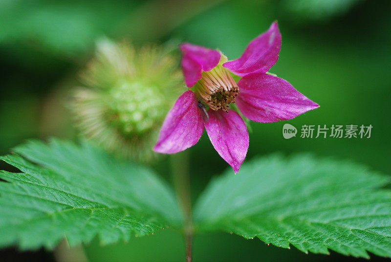 树莓，悬钩子，花