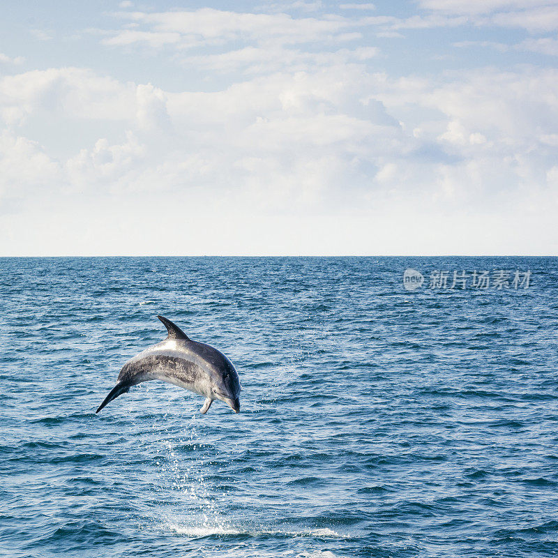 跳跃的野生海豚