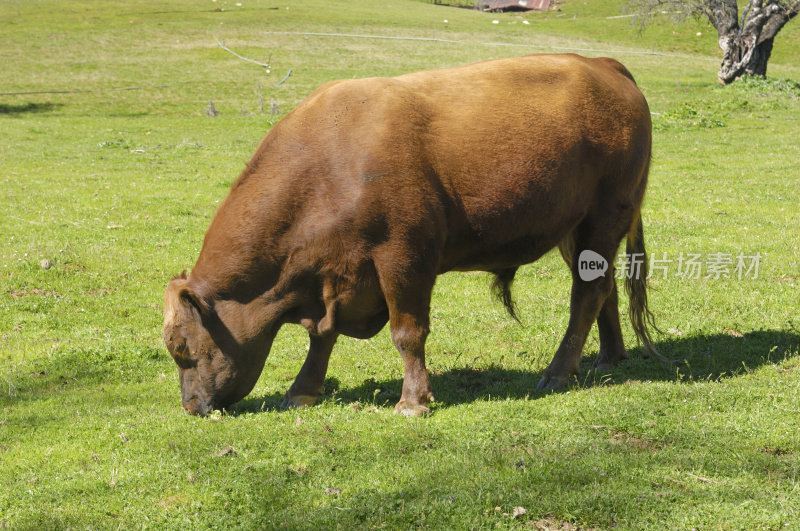 棕色的公牛在田野里吃草