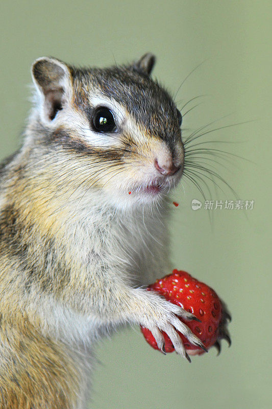 花栗鼠与草莓