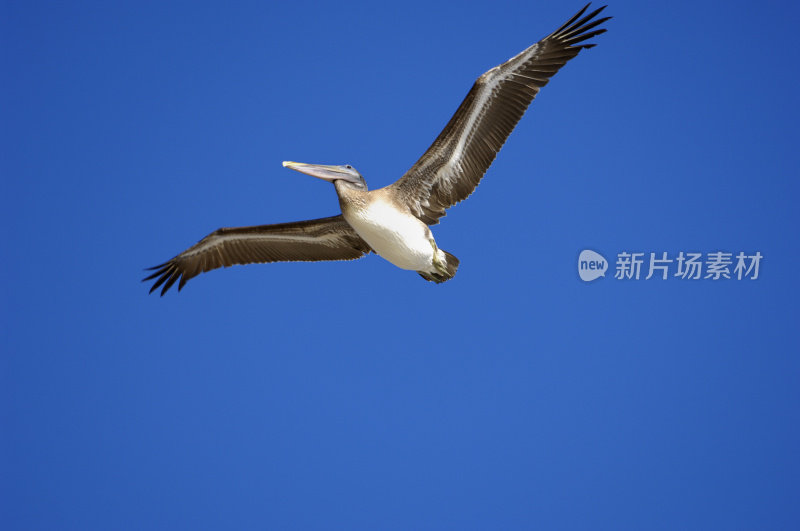 飞越太平洋海岸的褐鹈鹕