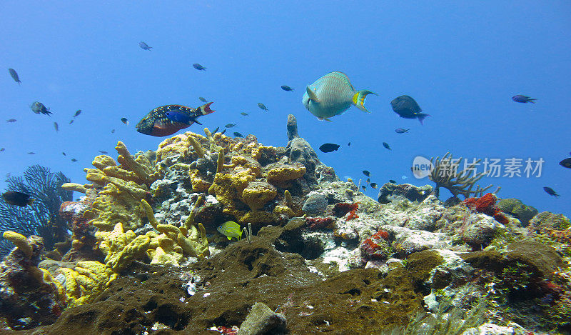 水下鱼群和马尔代夫深海海洋生物