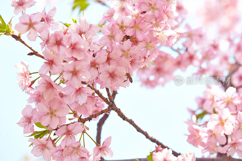 樱花，樱花