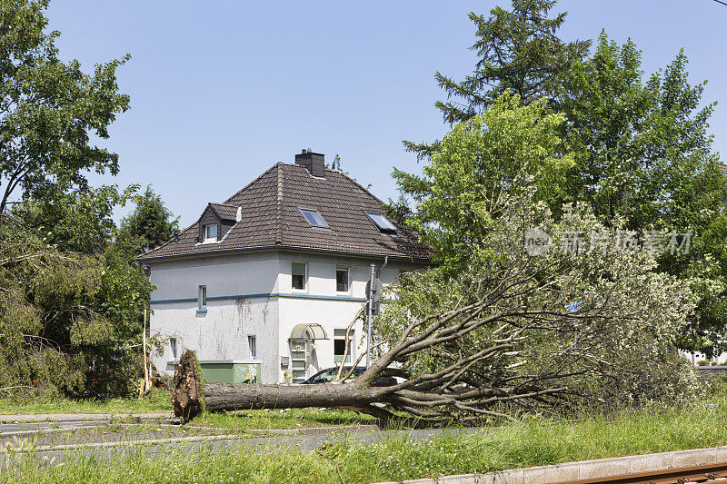 飓风毁坏了树木