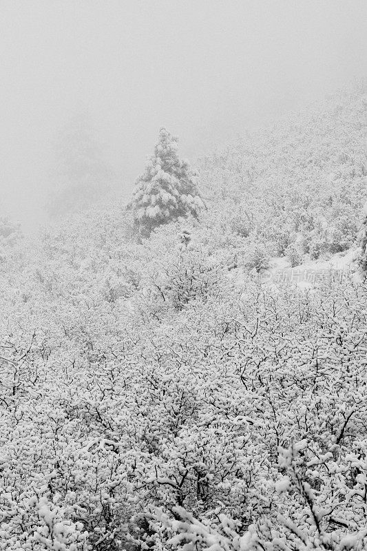 科罗拉多州派克国家森林四月的暴风雪