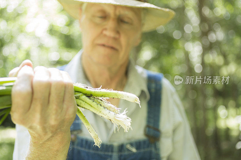 年长者，男性农民在农场采摘青葱。有机蔬菜。