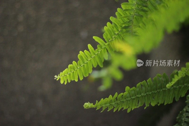 蕨类植物