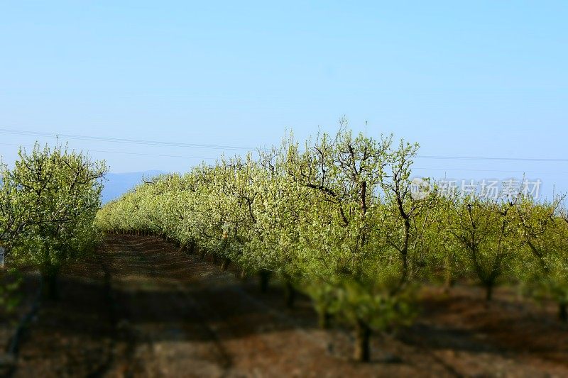 杏仁树种植园