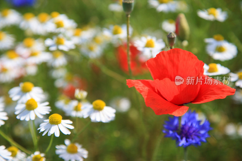 有罂粟花、矢车菊和雏菊的野花草地