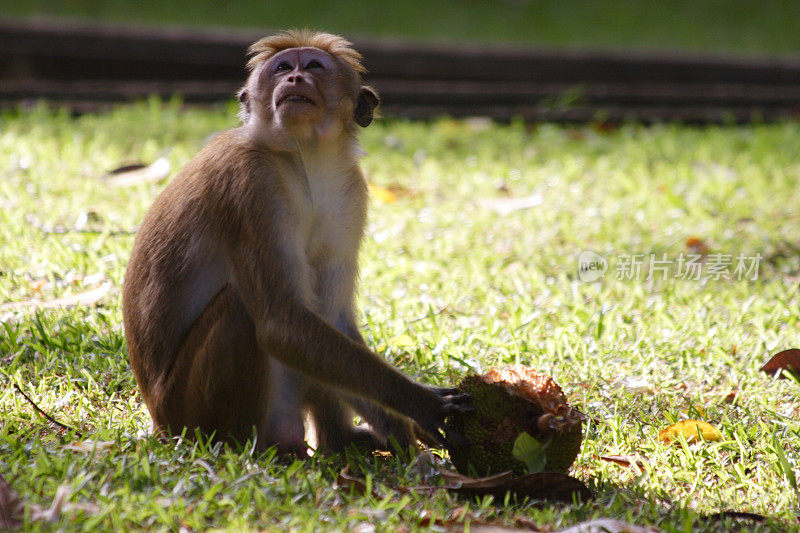 猴子吃
