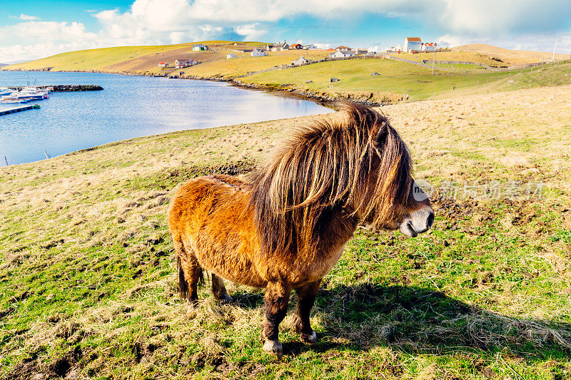 苏格兰设得兰群岛西布拉的设得兰矮种马