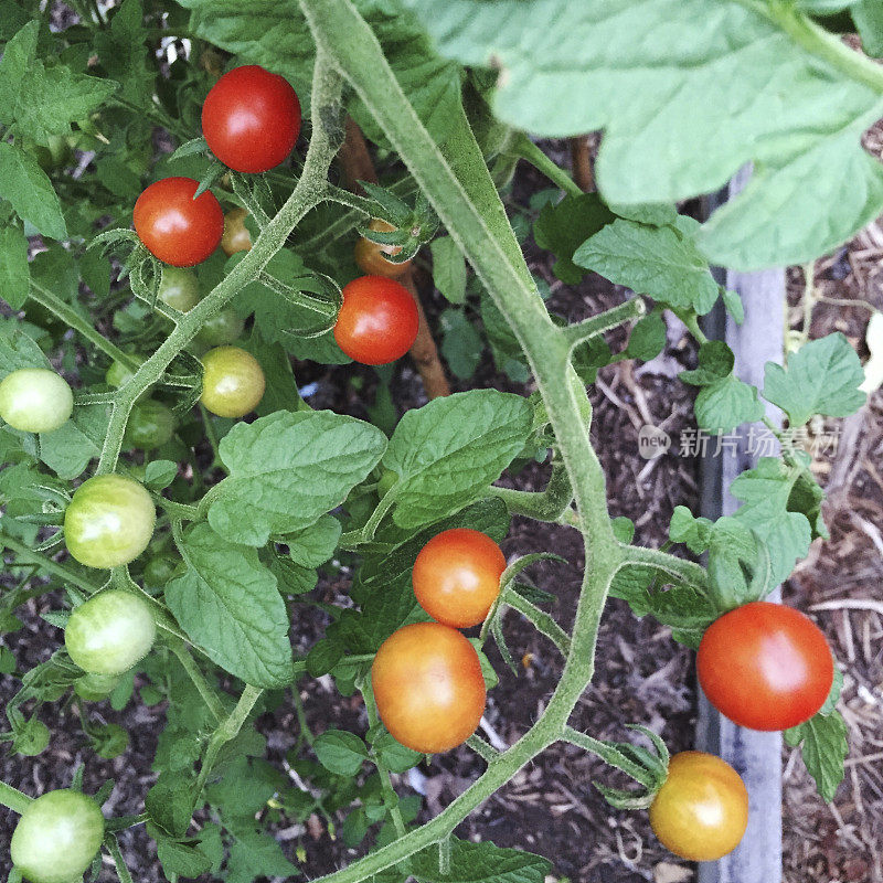 菜园里的樱桃番茄