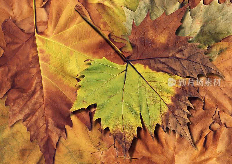 秋季高分辨率孤立的枫叶在干燥的叶子