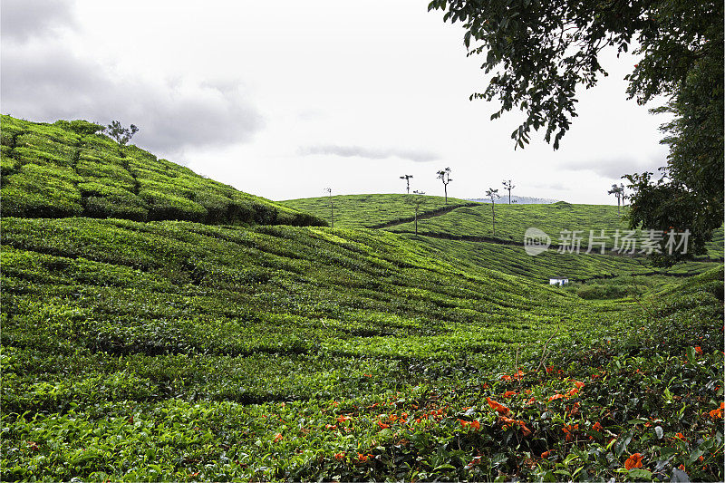 印度的茶叶种植园