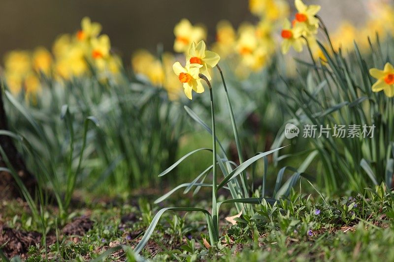 在春天盛开的水仙花