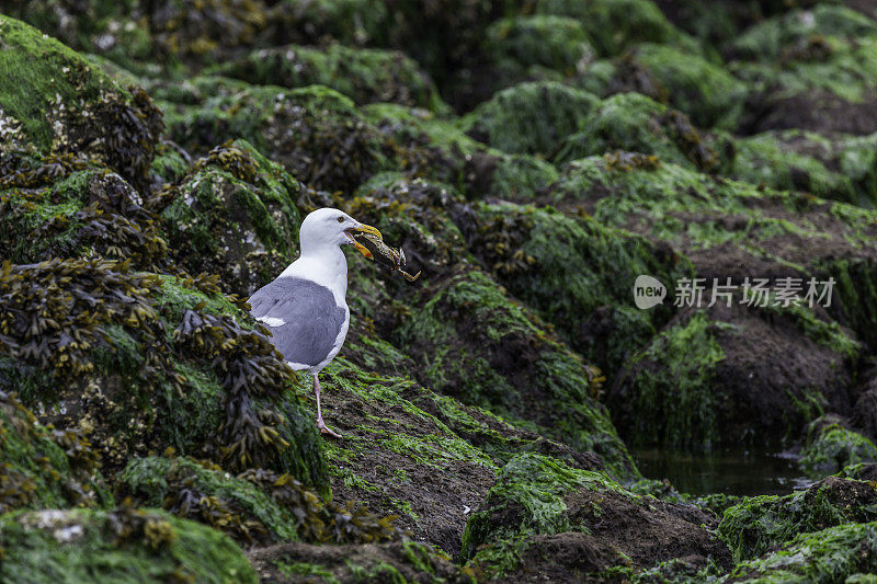 鲱鱼海鸥吃大螃蟹