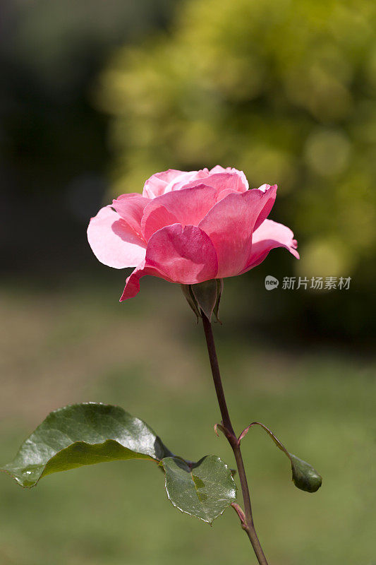 单一的粉色玫瑰