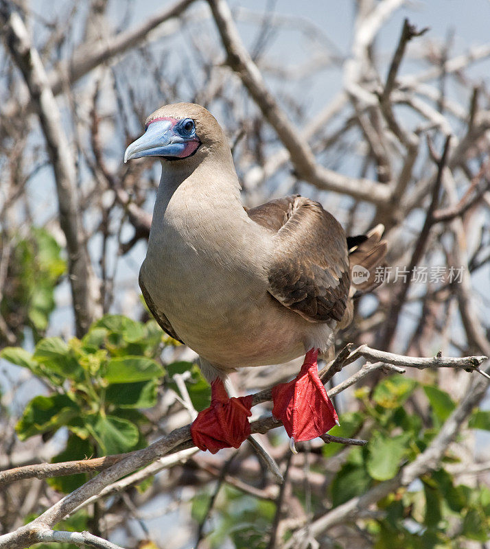 加拉帕戈斯群岛的红足鲣鸟