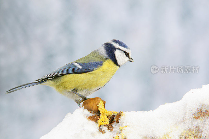 雪中的蓝雀