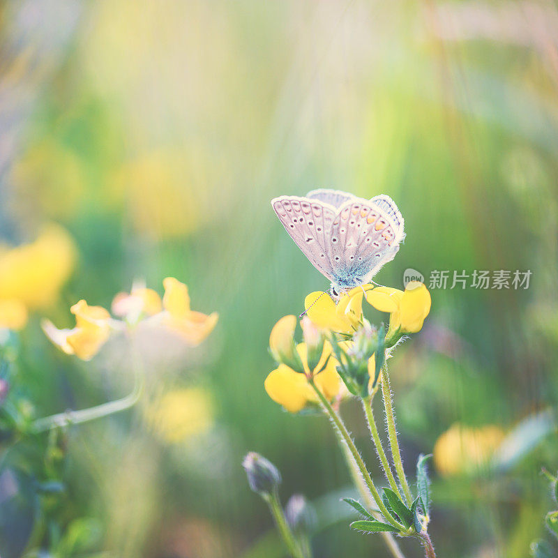 彩色小蝴蝶(普通蓝)