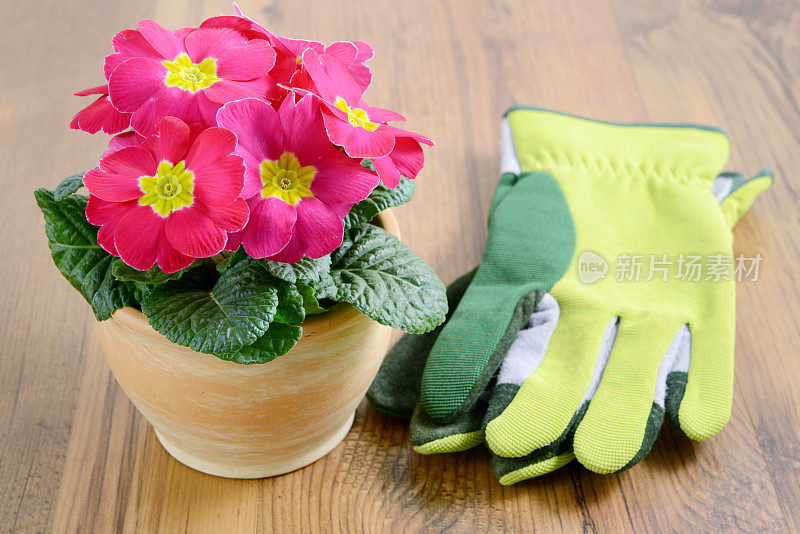 花盆里的樱草花和园艺手套