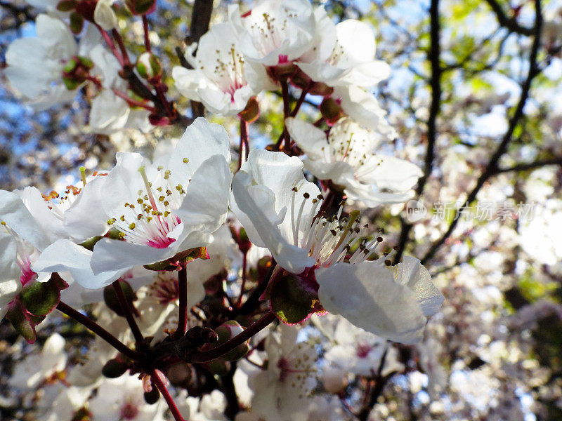 花在树