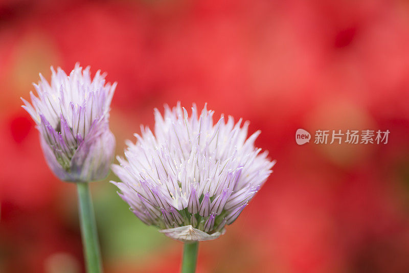 韭菜花头与彩色模糊杜鹃花在背景