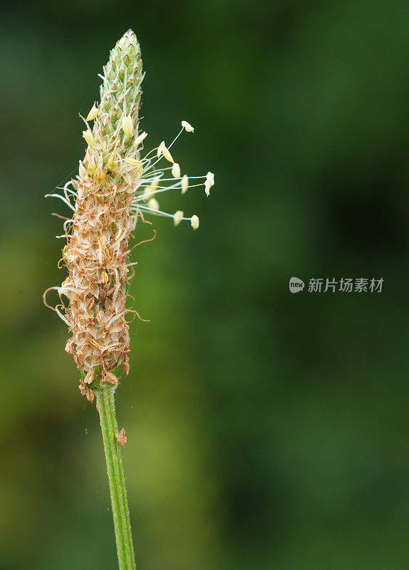 治疗草药-车前草