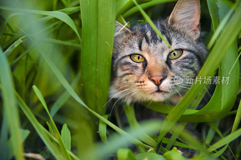草丛中的猫。