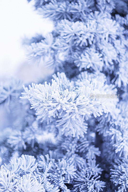 第一个冬天降雪。冻雪树枝