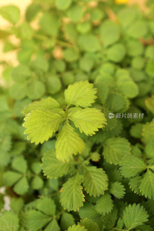 中草药-仙鹤草