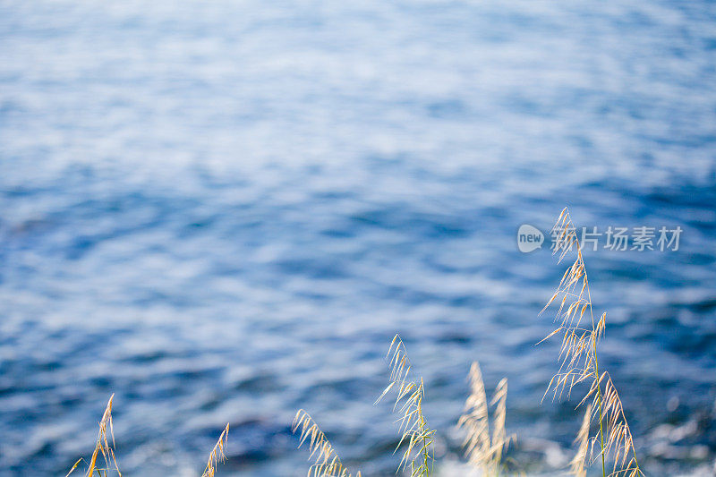 以海为背景的草