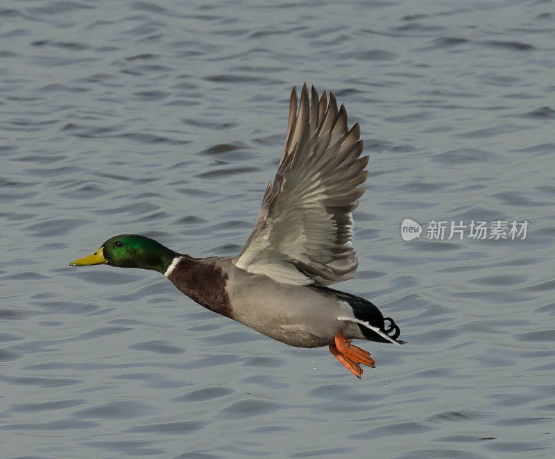 野鸭