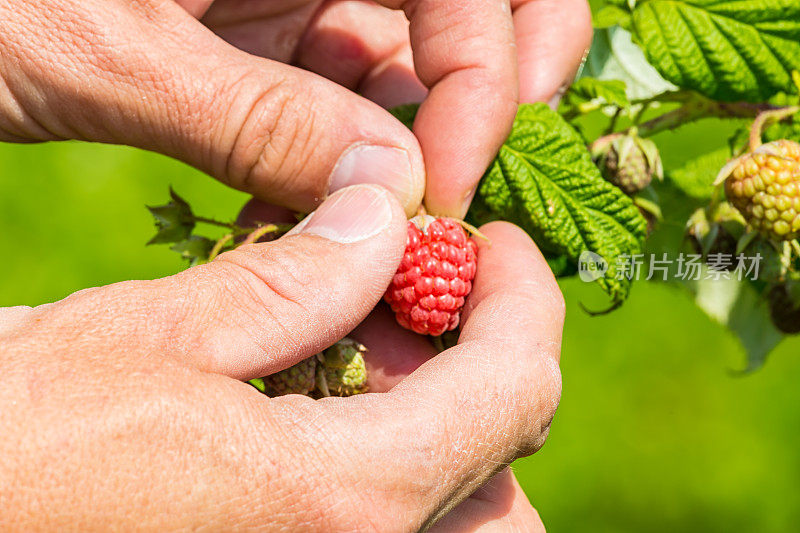 挑选新鲜的树莓