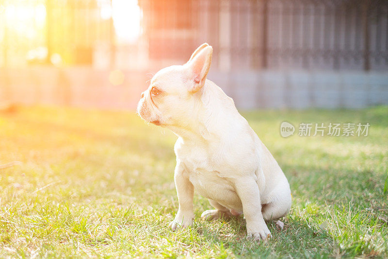 白色的牛头犬