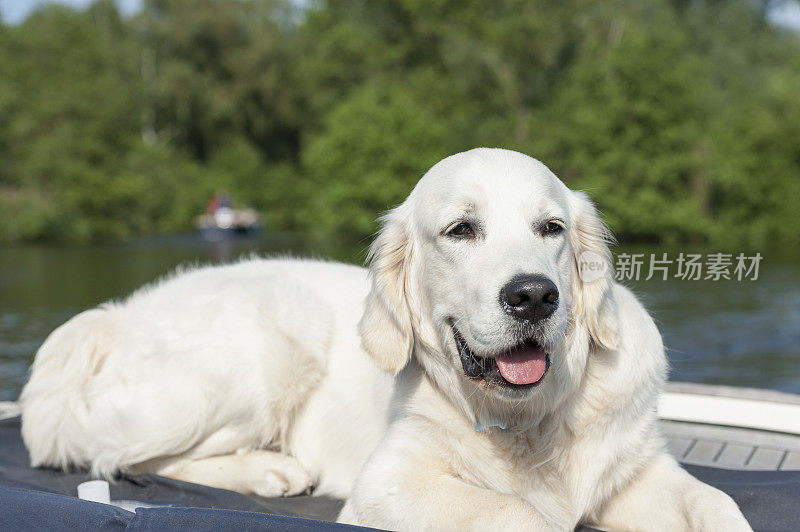 年轻的金毛猎犬