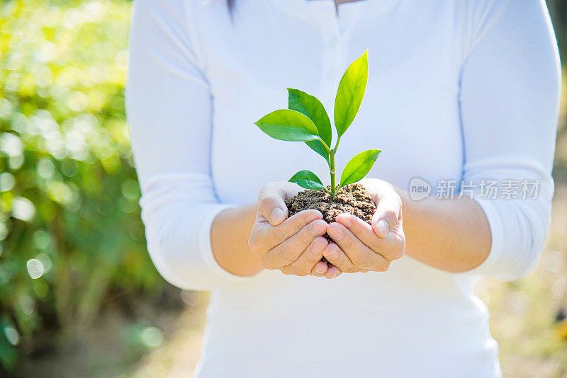 一株植物在女性手中