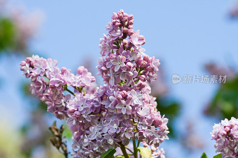 丁香花和蓝天