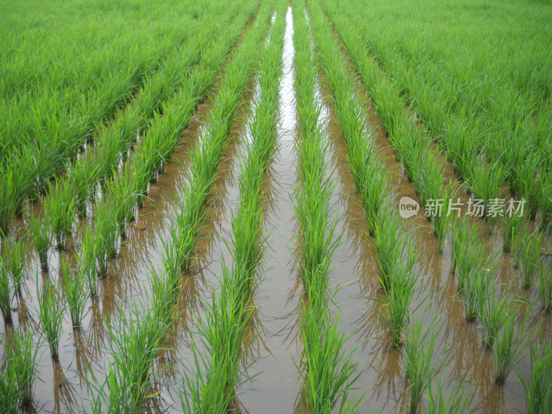 水稻Sri系统栽培