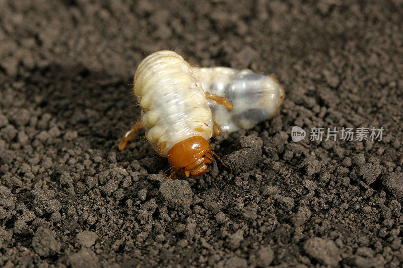 五月虫小虫