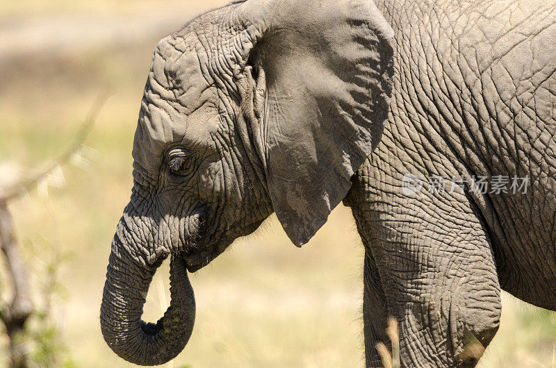 非洲坦桑尼亚一只小象的特写镜头