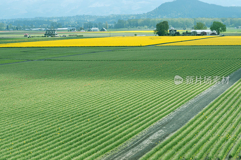 郁金香和水仙花生长在西澳大利亚的斯卡吉特山谷